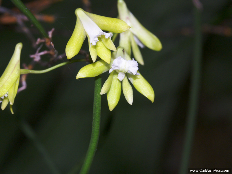 Dockrillia bowmanii
Lismore, NSW.