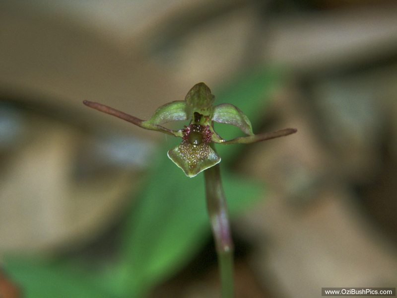 Chiloglottis.sp, possibly C. formicifera, Ant Orchid.
Woodburn NSW.