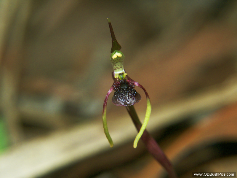 Chiloglottis reflexa, Autumn Bird orchid, purple form. Woodburn NSW.