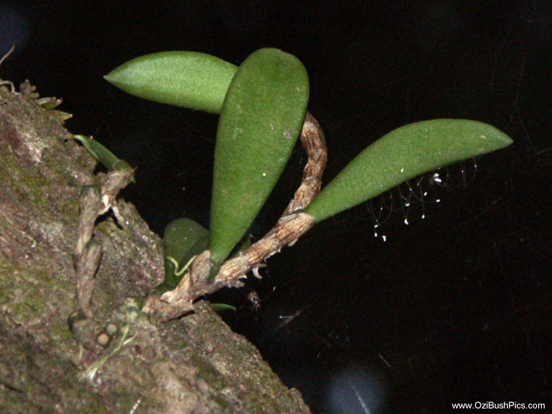 Bulbophyllum schillerianum.
Woodburn NSW.