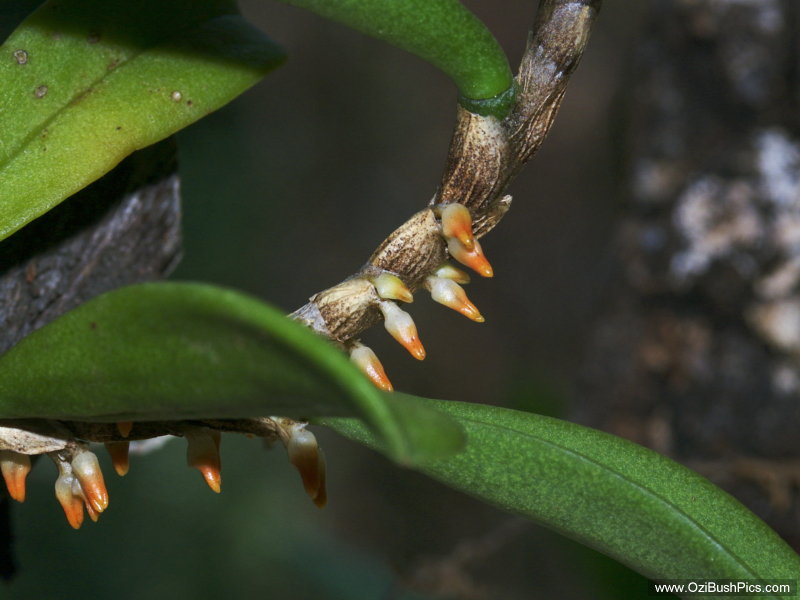 Bulbophyllum schillerianum in spike
Woodburn NSW