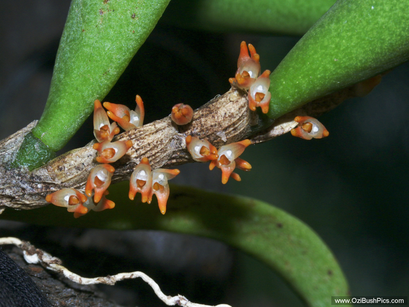 Bulbophyllum schillerianum in flower.
Woodburn NSW.