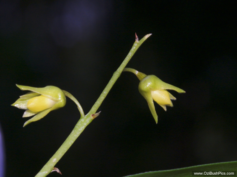 Dendrobium monophyllum.
Woodburn, NSW.