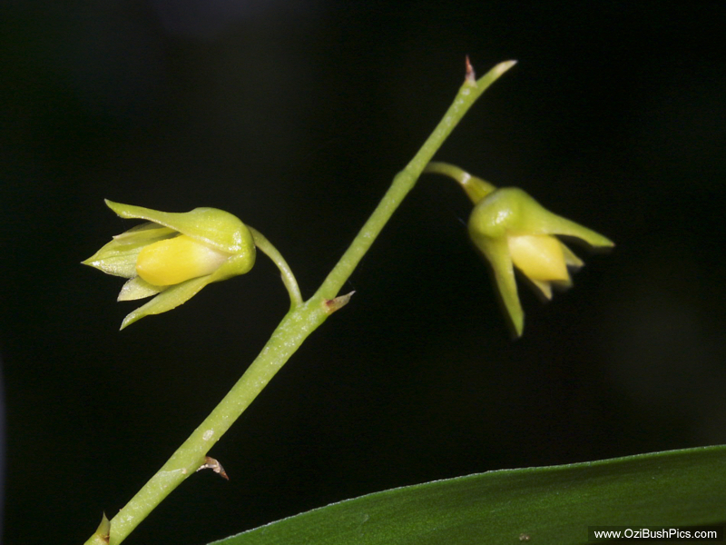 Dendrobium monophyllum.
Woodburn, NSW.