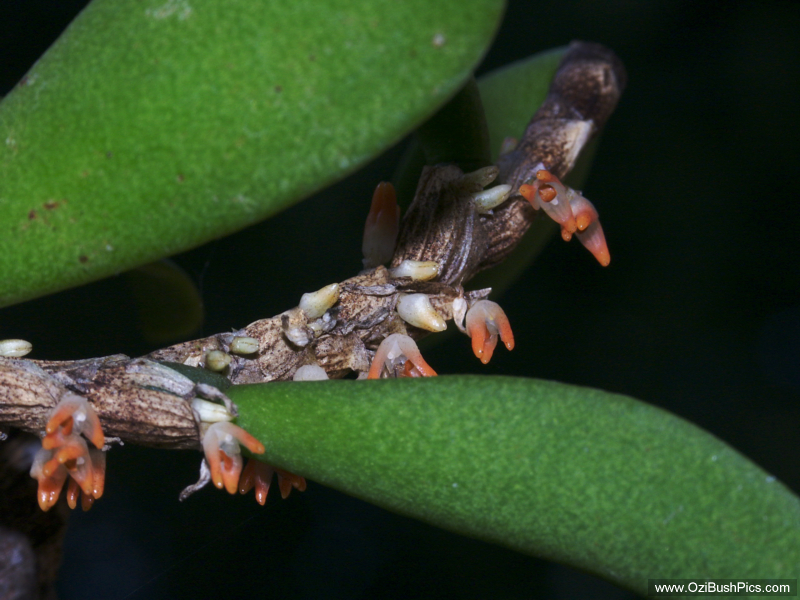 Bulbophyllum schillerianum in flower.
Woodburn NSW.