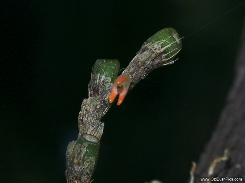 Bulbophyllum schillerianum flower.
Woodburn NSW.