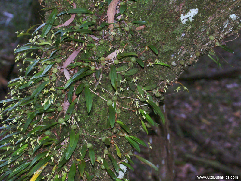 Bulbophyllum exiguum.
Woodburn NSW.