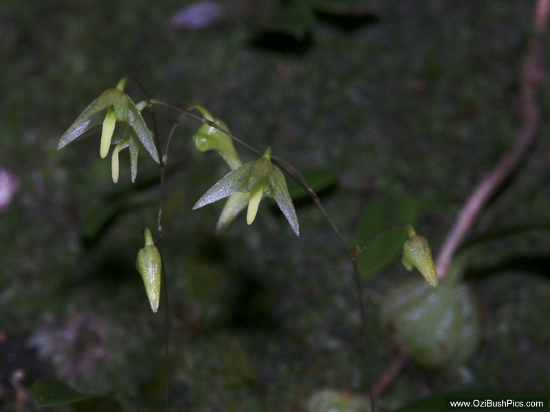 Bulbophyllum exiguum.
Woodburn NSW.