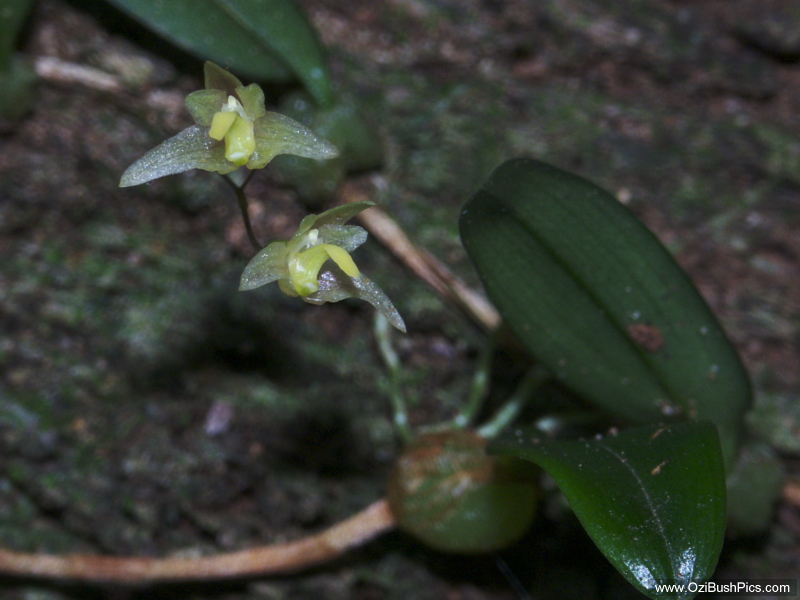 Bulbophyllum exiguum.
Woodburn NSW.
