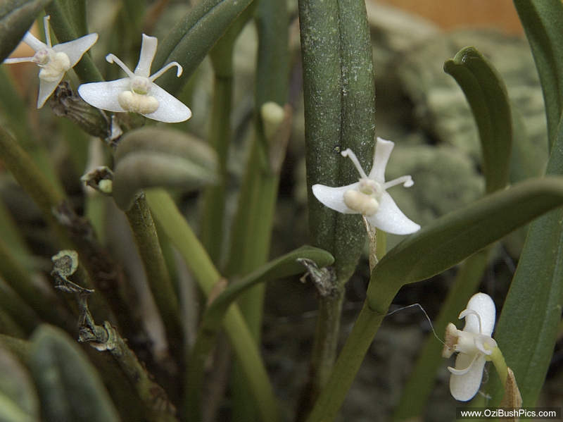 Cadetia taylori - Nursery grown.
