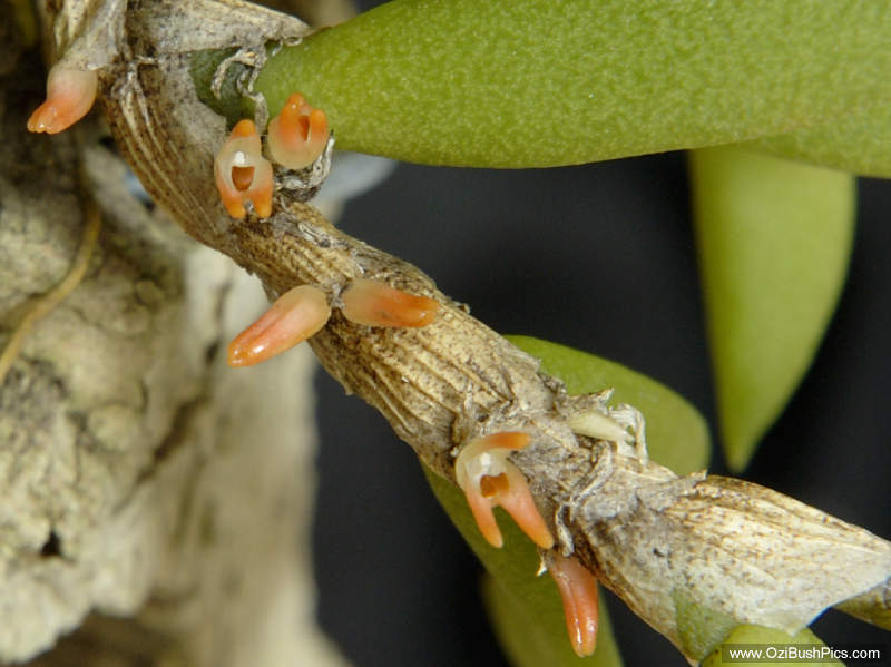 Bulbophyllum schillerianum