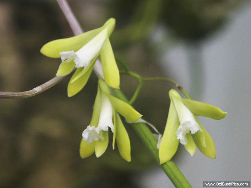 Dockrillia bowmanii - Woodburn, NSW