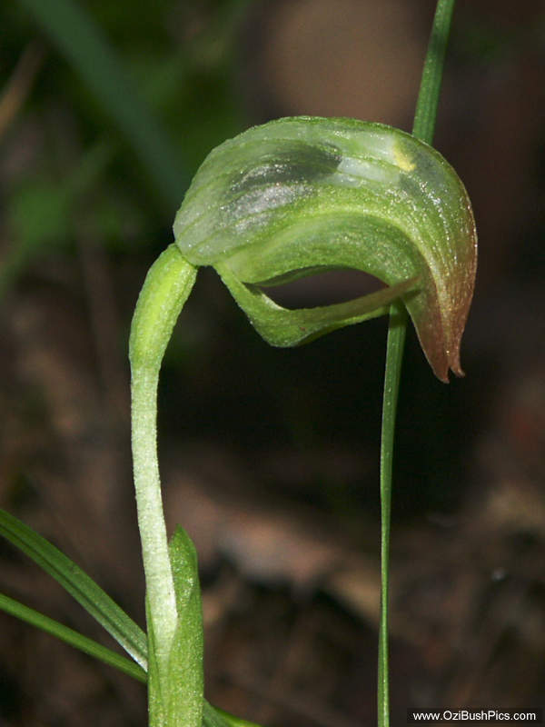 Pterostylis nutans