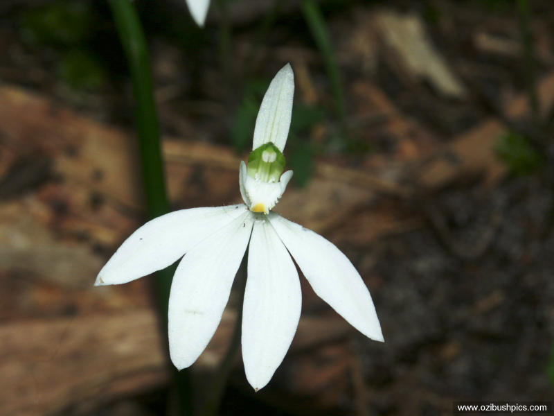 Petalochilus catenatus Woodburn, NSW.
