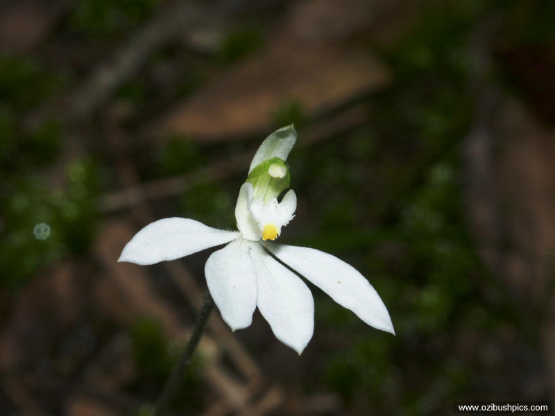 Petalochilus catenatus Woodburn, NSW.