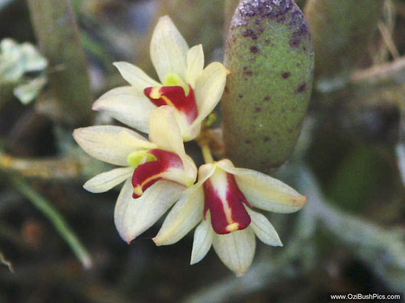 Dendrobium rigidum - North Queensland, Nursery Grown.