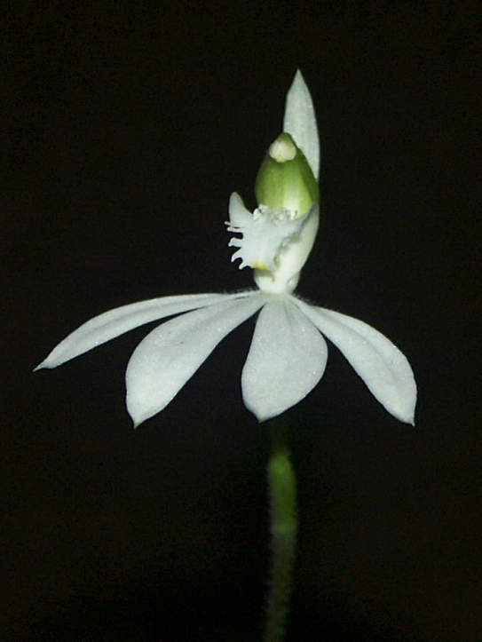 Petalochilus catenatus - Woodburn, NSW.
