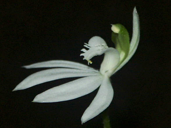 Petalochilus catenatus - Woodburn, NSW.