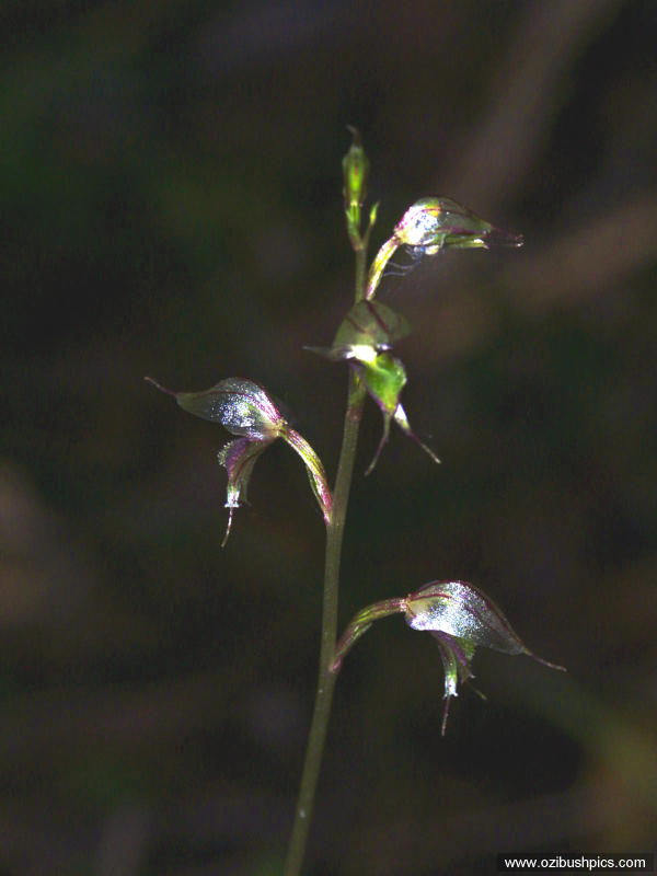 Acianthus fornicatus, Pixie caps Woodburn NSW.