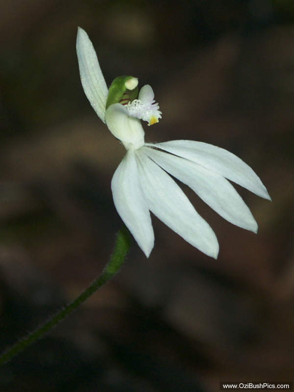 Calandenia picta - Woodburn, NSW.