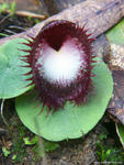 Corybas hispidus - Grafton, NSW. Growing in well drained moist protected area, facing south. Image courtesy of John C. A. Pitkin