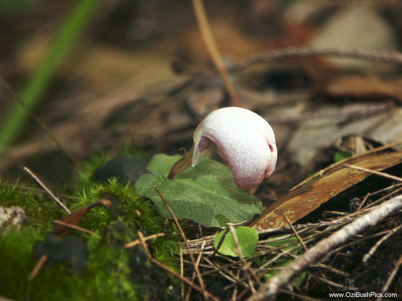 Corybas barbarae - Tabbimoble, Northern NSW.