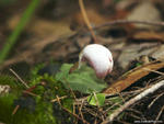 Corybas barbarae - Tabbimoble, Northern NSW.