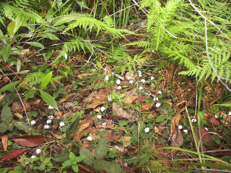 Corybas barbarae - Tabbimoble, Northern NSW.
