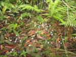Corybas barbarae - Tabbimoble, Northern NSW.
