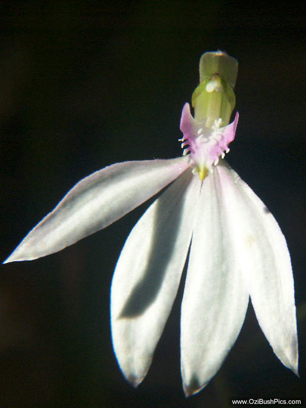 Caladenia catenata - Bungawalbyn, NSW