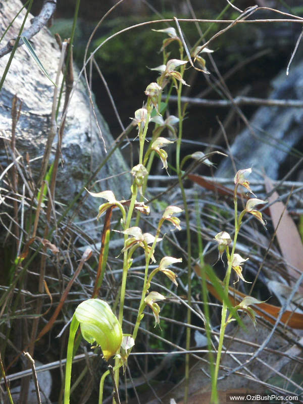 Acianthus fornicatus, Pixie caps with Pterostylis nutans, Nodding Greenhood in the foreground - Bungawalbyn, NSW.