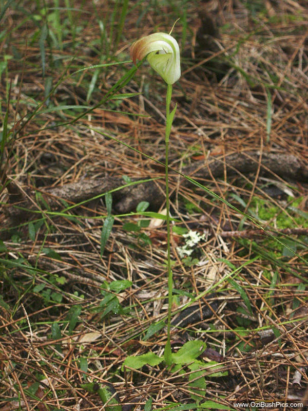 Pterostylis baptistii - Woodburn, NSW
