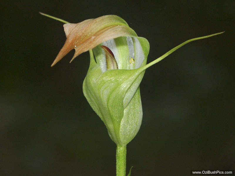 Pterostylis baptistii - Woodburn, NSW