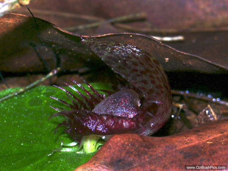 Corybas fimbriatus 
Bungawalbyn, NSW