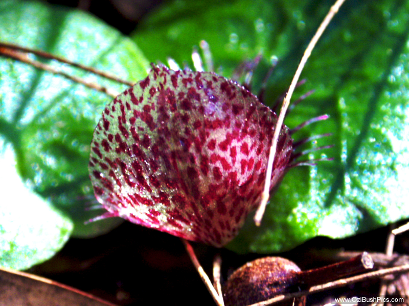 Corybas fimbriatus from behind
Bungawalbyn, NSW