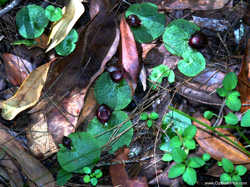 Corybas fimbriatus Small colony
Bungawalbyn, NSW