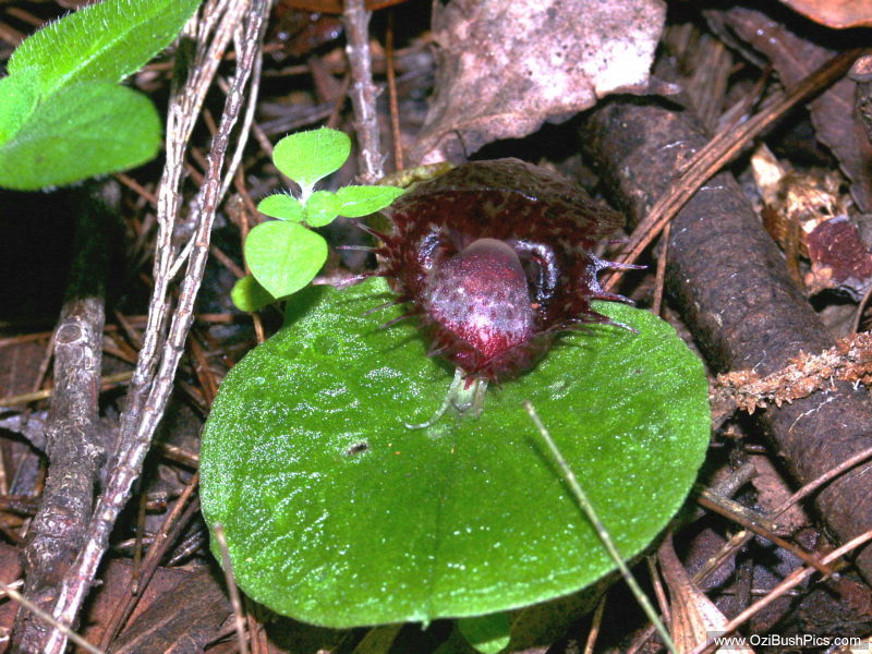 Corybas fimbriatus 
Bungawalbyn, NSW