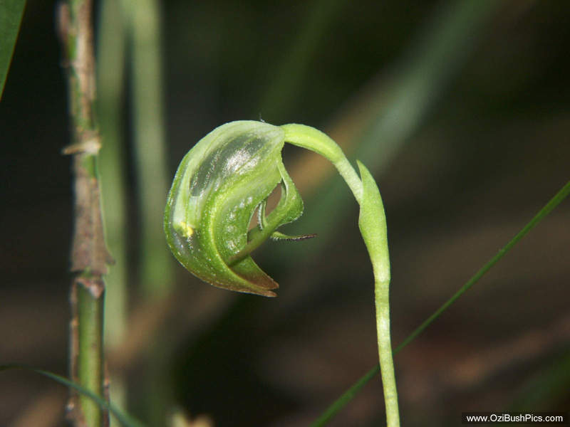 Pterostylis nutans, Nodding Greenhood - Woodburn, NSW