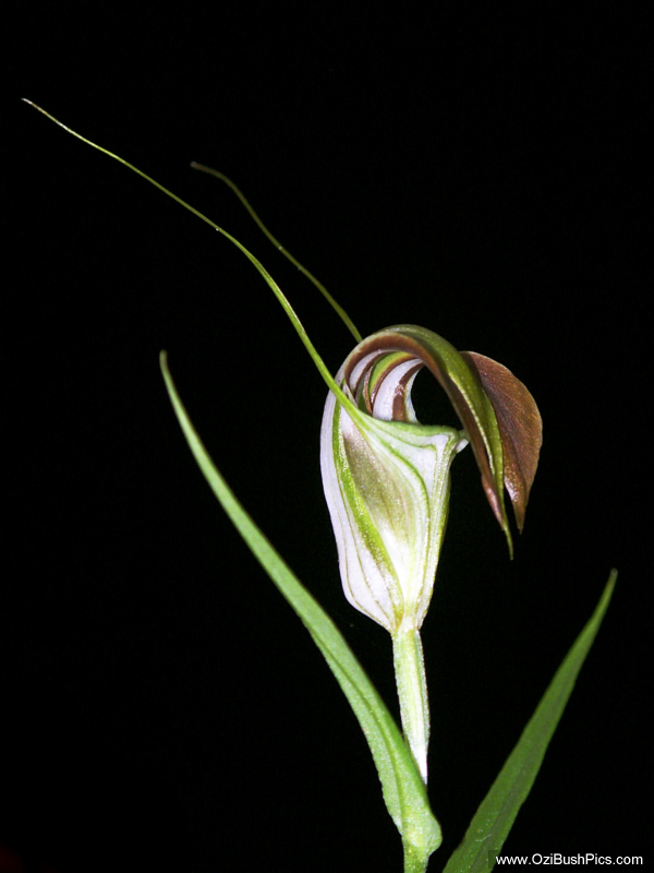 Pterostylis grandiflora,
Cobra Greenhood
Bungawalbyn, NSW.