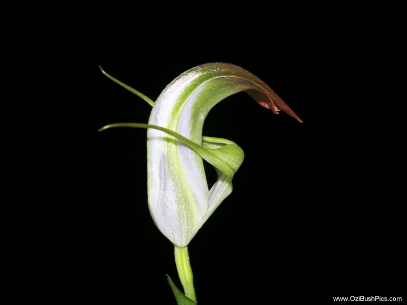 Pterostylis baptistii,
King Greenhood 
Bi-Centenial Gardens,
Ballina NSW.