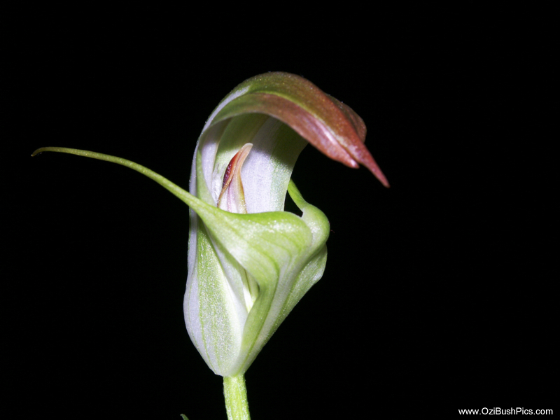 Pterostylis baptistii,
King Greenhood 
Bi-Centenial Gardens,
Ballina NSW.