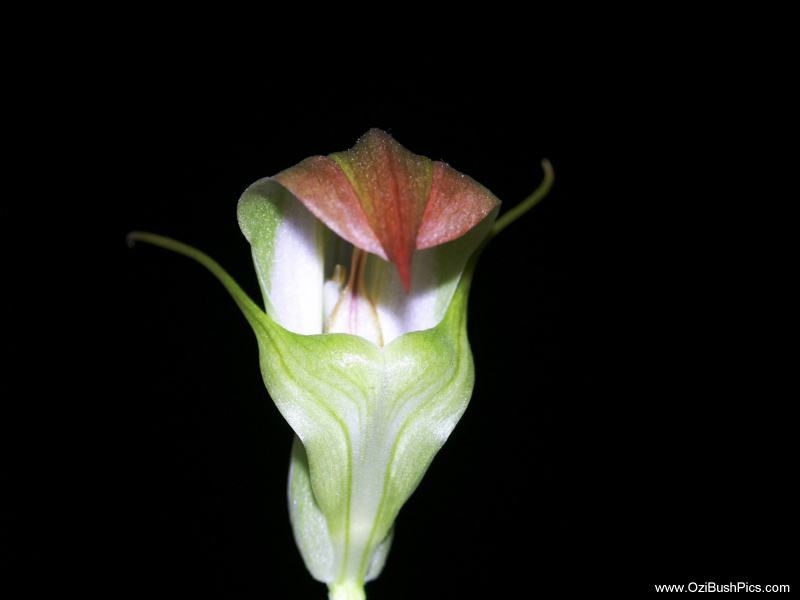 Pterostylis baptistii,
King Greenhood 
Bi-Centenial Gardens,
Ballina NSW.