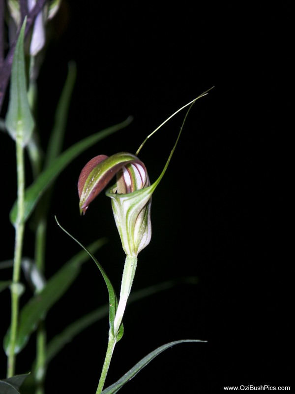 Pterostylis grandiflora,
Cobra Greenhood
Bungawalbyn, NSW.