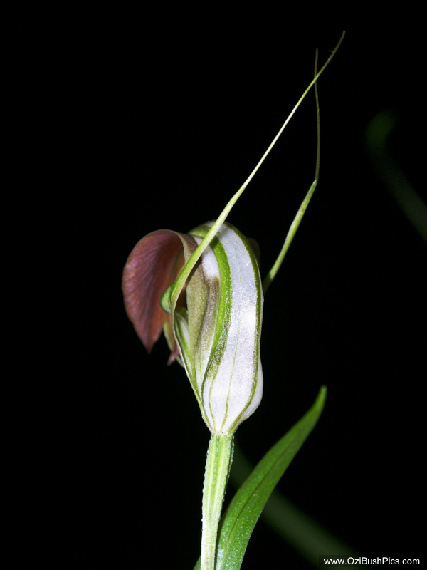 Pterostylis grandiflora,
Cobra Greenhood
Bungawalbyn, NSW.