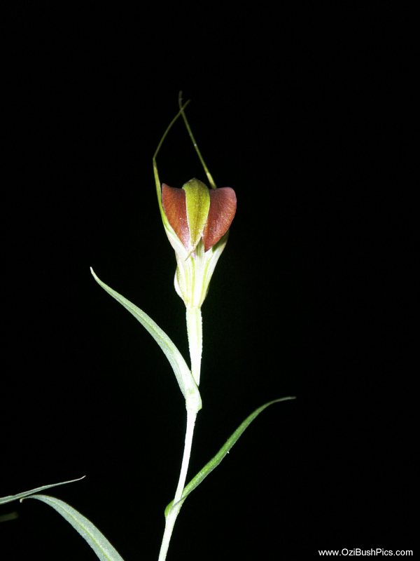 Pterostylis grandiflora,
Cobra Greenhood
Bungawalbyn, NSW.