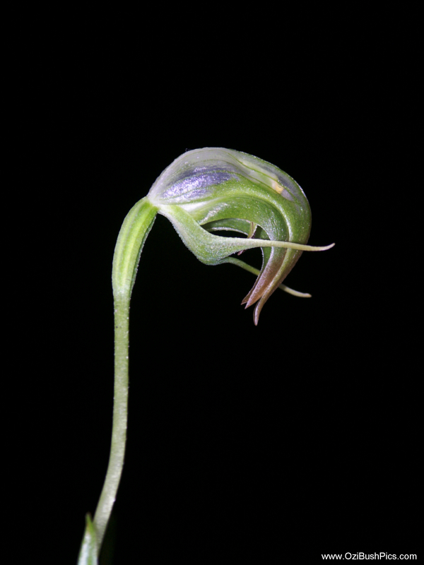 Pterostylis nutans, Nodding Greenhood
Lismore, NSW.