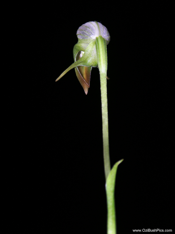 Pterostylis nutans, Nodding Greenhood
Lismore, NSW.