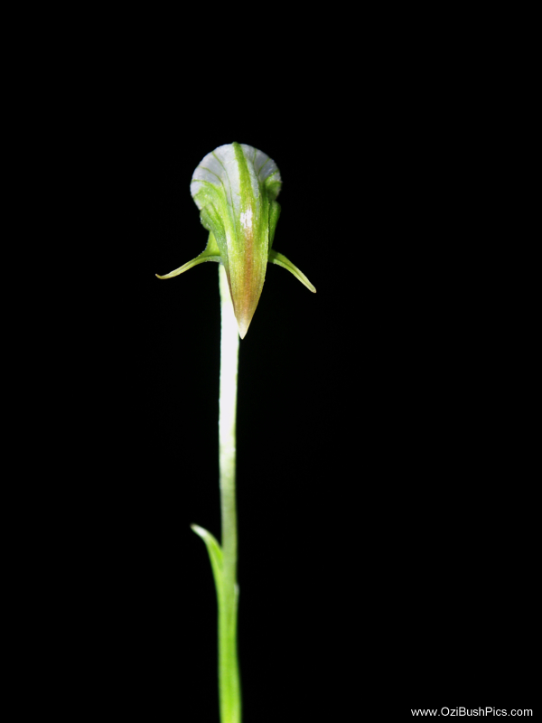 Pterostylis nutans, Nodding Greenhood
Lismore, NSW.
