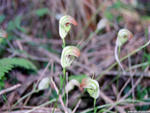 Pterostylis baptistii, Ballina NSW