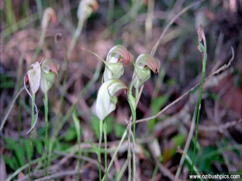Pterostylis baptistii, Ballina NSW